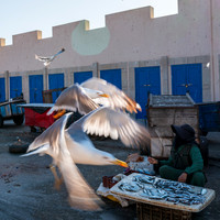 MAROC