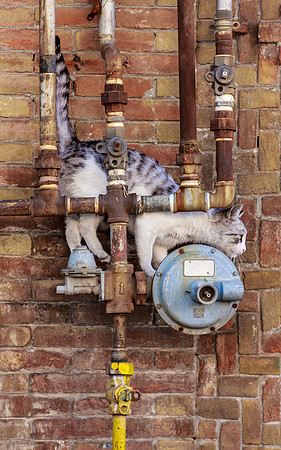 Chat acrobate
