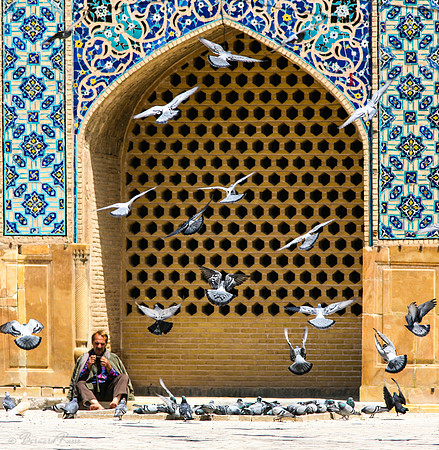 L'homme aux pigeons