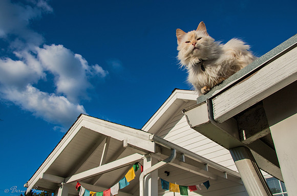 Chat sur un toit