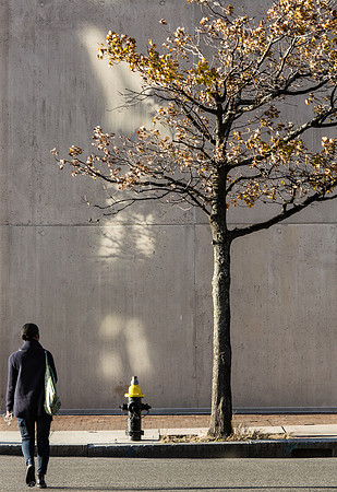 L'arbre et la femme