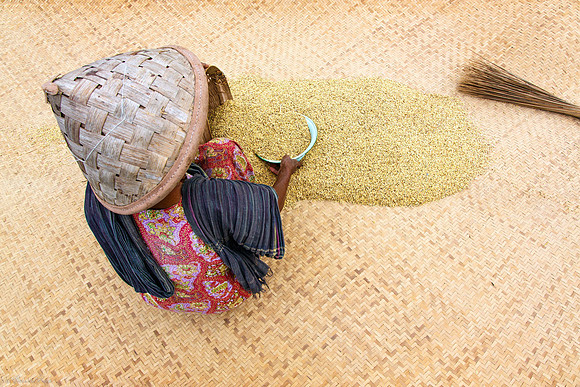 Séchage du riz