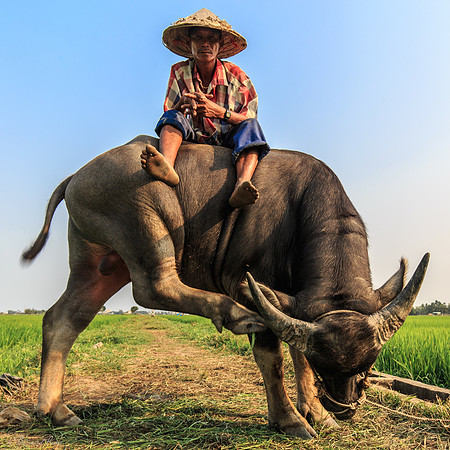 Homme sur un buffle