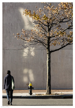 Une femme, un arbre