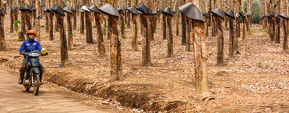 Dans la forêt d'hévéas